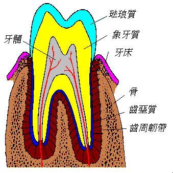 什麽是牙髓�乃�